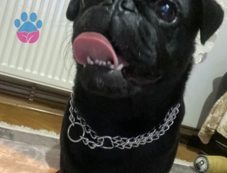 Pug 2 Yaşında Köpeğime Eş Arıyorum
