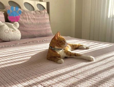 Sarman 1 Yaşında Eş Arıyor