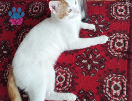 Yakışıklı oğlumuza eş arıyoruz.