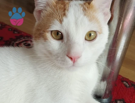 Yakışıklı oğlumuza eş arıyoruz.