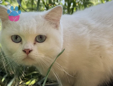 British Shorthair Dişi 10 aylık