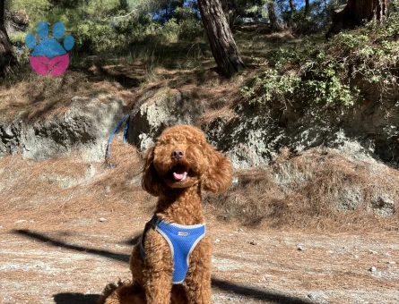 Poodle 1,5 yaş erkek
