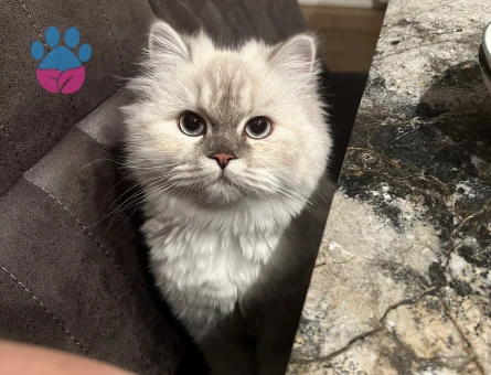 British Longhair 1 Yaşında Eş Arıyor