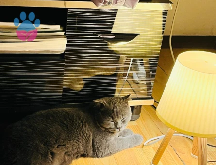 Scottish Fold Erkek 1 Yaşında