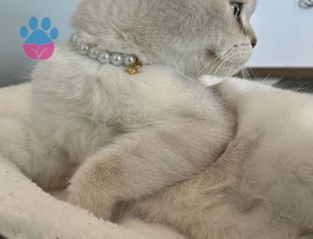 Scottish Fold 1 Yaşında PAMUK PRENSİNİ ARIYOR