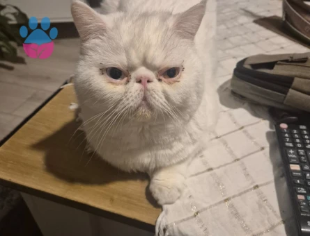 Exotic Shorthair 3 Yaşında Eş Arıyor