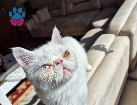 Exotic Shorthair 3 Yaşında Eş Arıyor