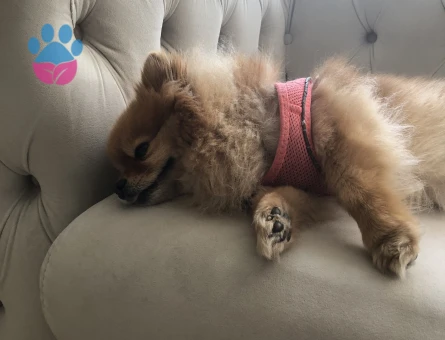 Pomernian Boo1 Yaşında Eş Arıyor
