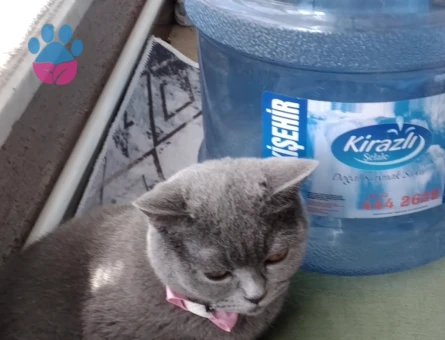 British Shorthair Dişi kedimize erkek eş arıyoruz