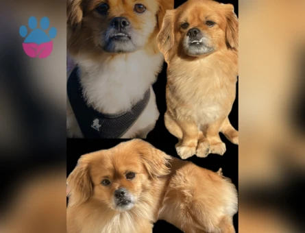 Pekinez Oğlumuza eş arıyoruz 5 Yaşında