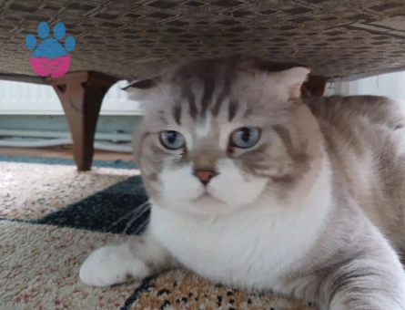 3 Yaşında Scottish Fold Kızgınlıkta