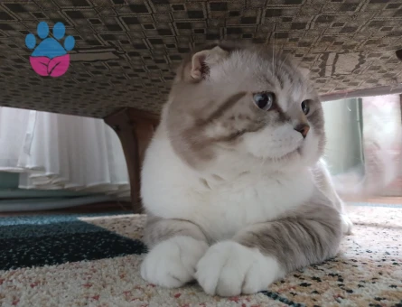 3 Yaşında Scottish Fold Kızgınlıkta