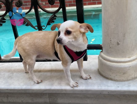 Şivava cinsi dişi köpeğime erkek eş arıyorum