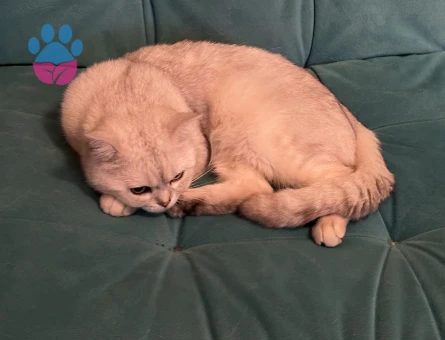 2 yaşında British  Eş arıyor.