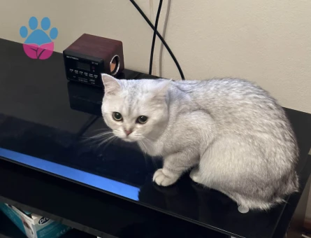 2 yaşında British  Eş arıyor.