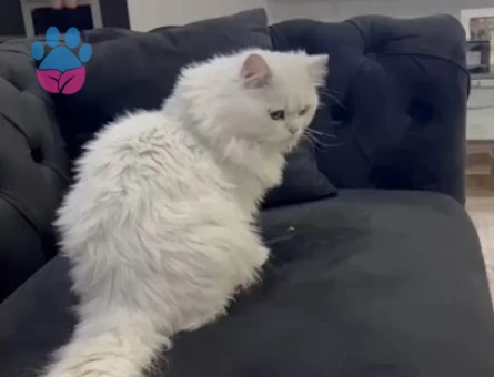 British long hair erkek kedi için dişi aranıyor