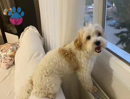 Yakışıklı oğlumuza eş arıyoruz.