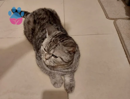 British Shorthair 3 Yaşında Eş Arıyor