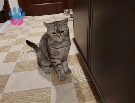British Shorthair 3 Yaşında Eş Arıyor