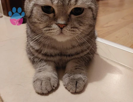 British Shorthair 3 Yaşında Eş Arıyor