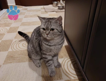 British Shorthair 3 Yaşında Eş Arıyor