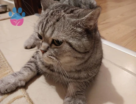 British Shorthair 3 Yaşında Eş Arıyor