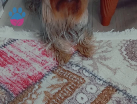 Yorkshire terrier  oğlumuza  es arıyoruz beylikdüzü büyükcekmece  cevresi