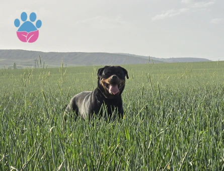 Rottweiler Şecereli ve üretim izinli