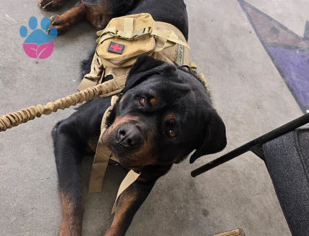 Rottweiler Şecereli ve üretim izinli