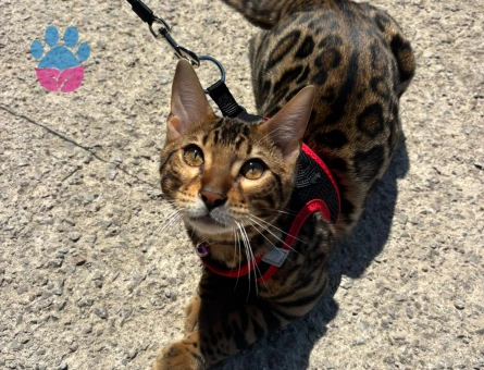Bengal Kedi Çiftleştirme