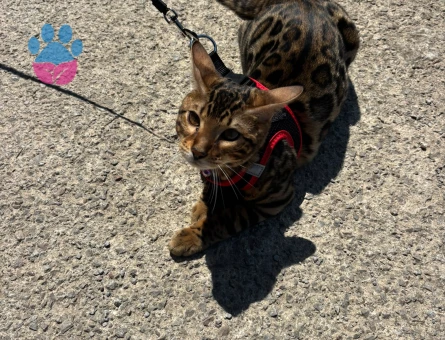 Bengal Kedi Çiftleştirme