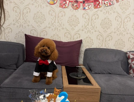 TECRÜBELİ POODLE OĞLUM - 118984117