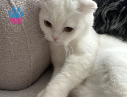 Scottish Fold Kızıma Eş arıyorum