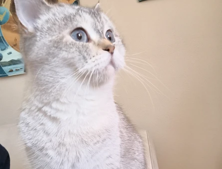 British Shorthair 3 Yaşında Eş Arıyor - 118984119