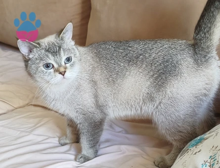 British Shorthair 3 Yaşında Eş Arıyor