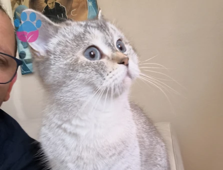 British Shorthair 3 Yaşında Eş Arıyor