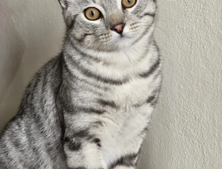 American Shorthair oğlumuz için bir gelin  arıyoruz - 118984123
