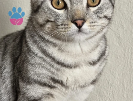 American Shorthair oğlumuz için bir gelin  arıyoruz