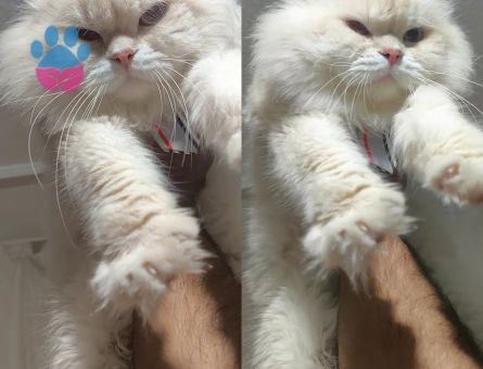 British Longhair Full Secereli Cy1233 Lilac Golden Point