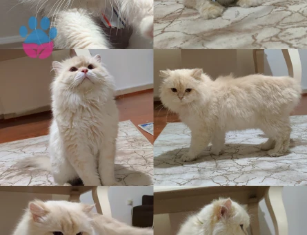 British Longhair Full Secereli Cy1233 Lilac Golden Point