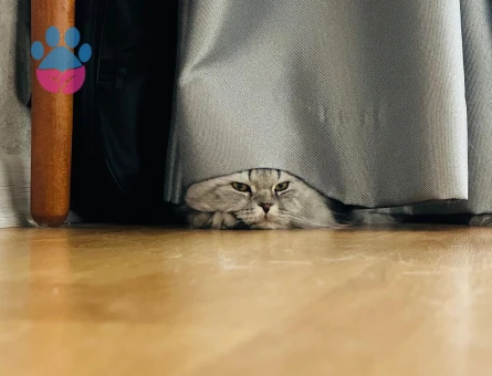 BEHLÜL’E BİHTER ARIYORUM