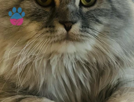 BEHLÜL’E BİHTER ARIYORUM