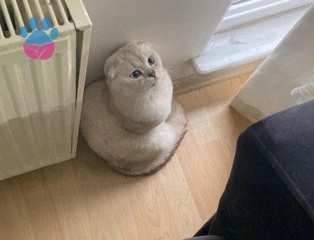 Scotish fold erkek 2 yaşında kedime dişi kedi arıyorum (açıklamayı okuyun lütfen)