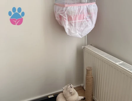 Scotish fold erkek 2 yaşında kedime dişi kedi arıyorum (açıklamayı okuyun lütfen)