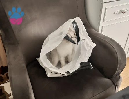 Scotish fold erkek 2 yaşında kedime dişi kedi arıyorum (açıklamayı okuyun lütfen)