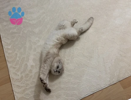 Scotish fold erkek 2 yaşında kedime dişi kedi arıyorum (açıklamayı okuyun lütfen)