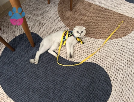 Scotish fold erkek 2 yaşında kedime dişi kedi arıyorum (açıklamayı okuyun lütfen)