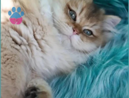 Secereli Tecrübeli British Longhair Drake Oğlum