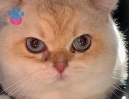 Oğlum Adonis Tecrübeli çok tatlı bir çocuk