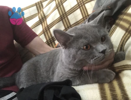 ÇİFTLEŞTİRMEK İÇİN EŞ ARIYORUM